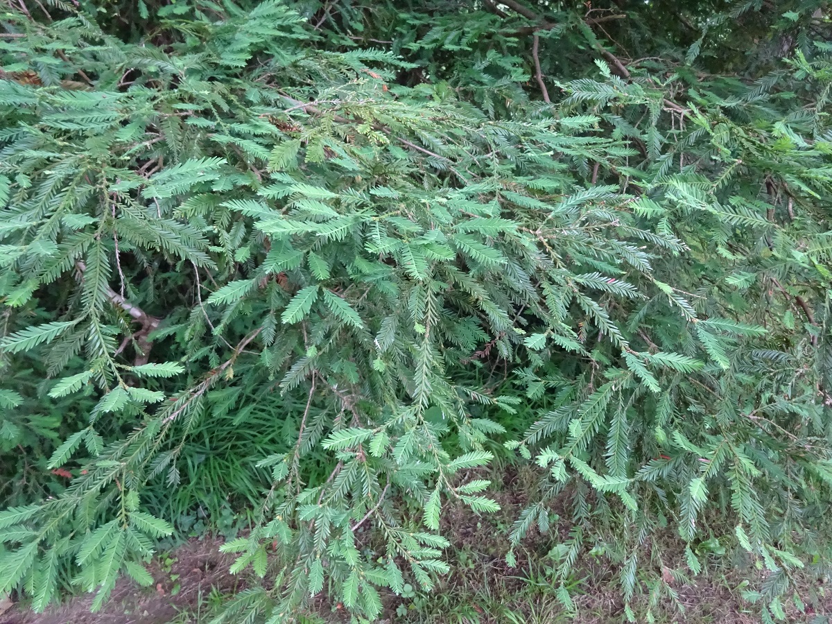 Sequoia sempervirens (Cupressaceae)